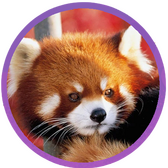 Red Panda