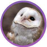 Barn Owl