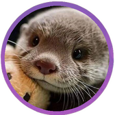 Otter